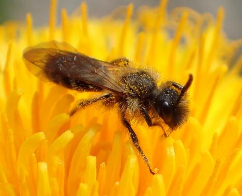 Andrena bicolor